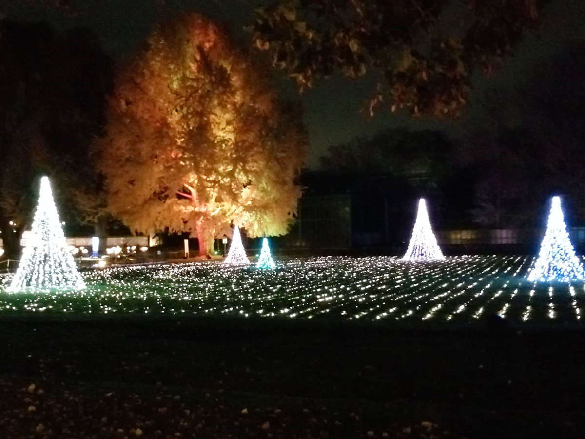 Privat Viele einzelne weiße Lichter auf einer Wiese bei Nacht. Lichterketten auf Bäumen erhellen die Nacht.