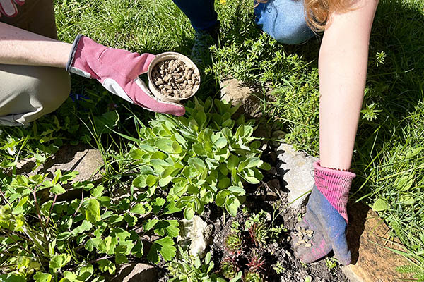 H&auml;nde mit Gartenhandschuhen und Schafwoll-Pellets
