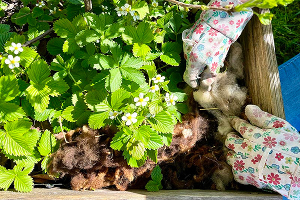 Im Garten gr&uuml;ne Pflanze